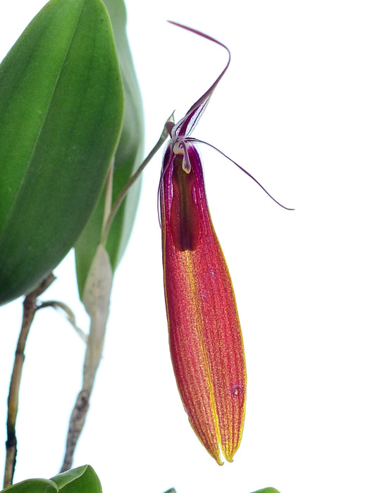 Restrepia persicina