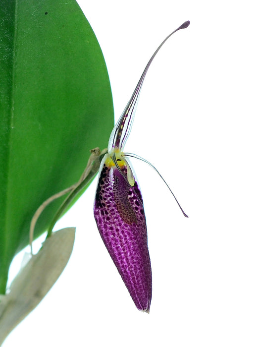 Restrepia sanguinea 002263