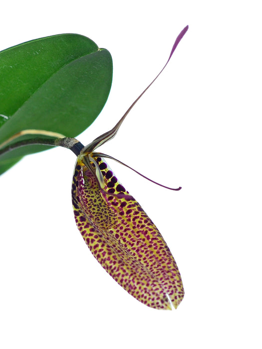 Restrepia sanguinea Ecuagenera 001461