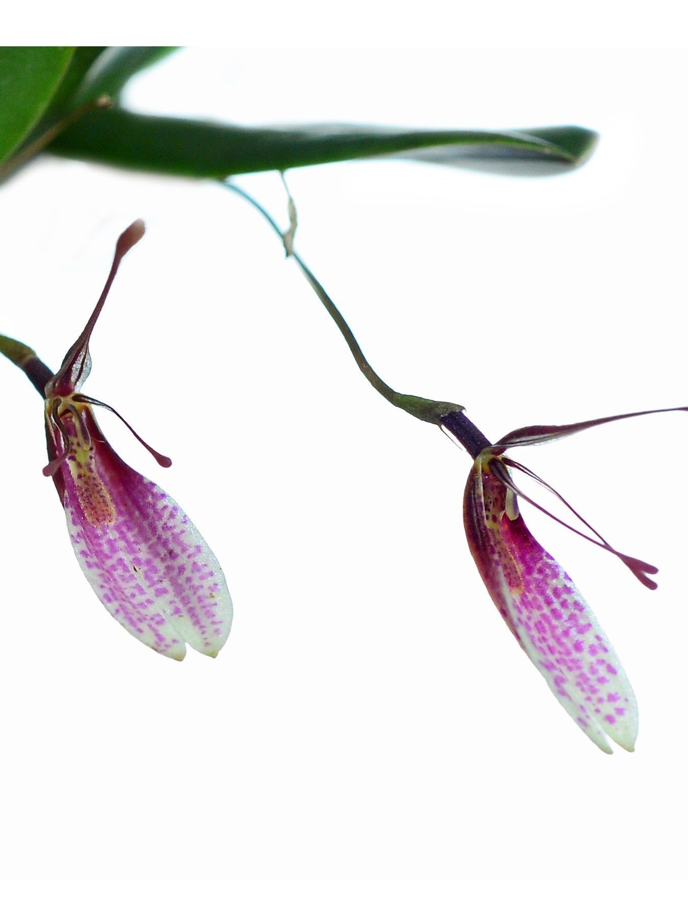 Restrepia