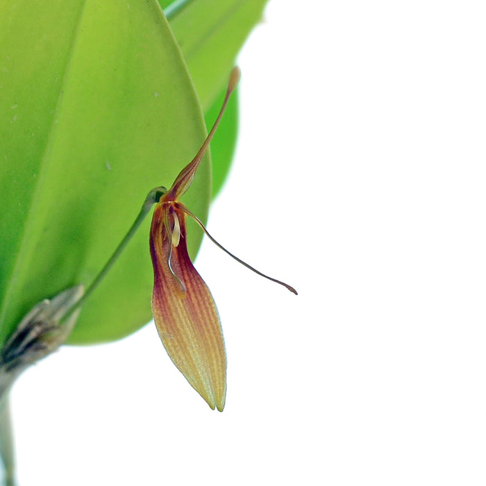 Restrepia trichoglossa #1