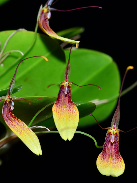 Restrepia trichoglossa #3