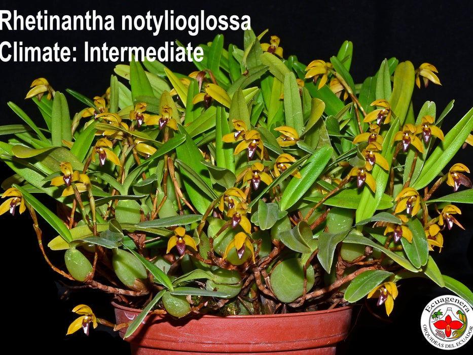 Rhetinantha notylioglossa