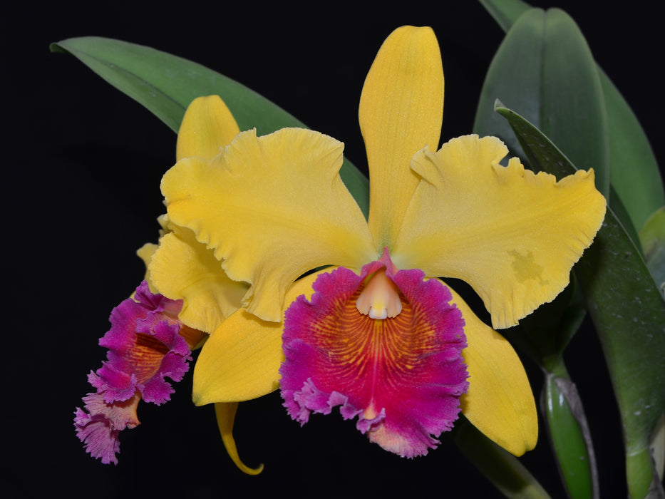 Rhyncholaeliocattleya Eugene Banziger