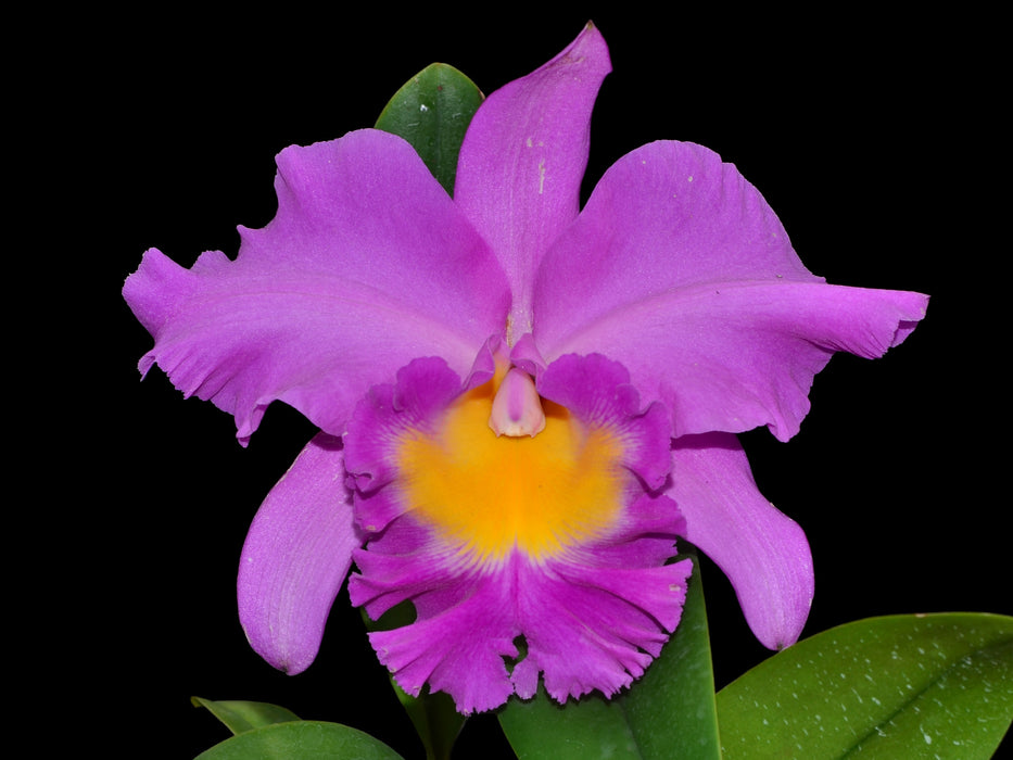 Rhyncholaeliocattleya Memoria Julio Vinueza