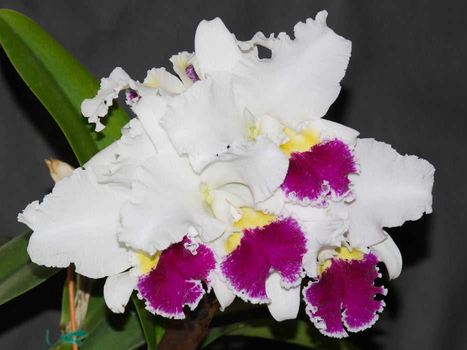 Rhyncholaeliocattleya Pietro Tosi