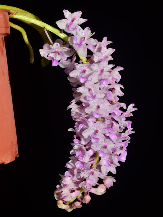 Rhynchostylis retusa