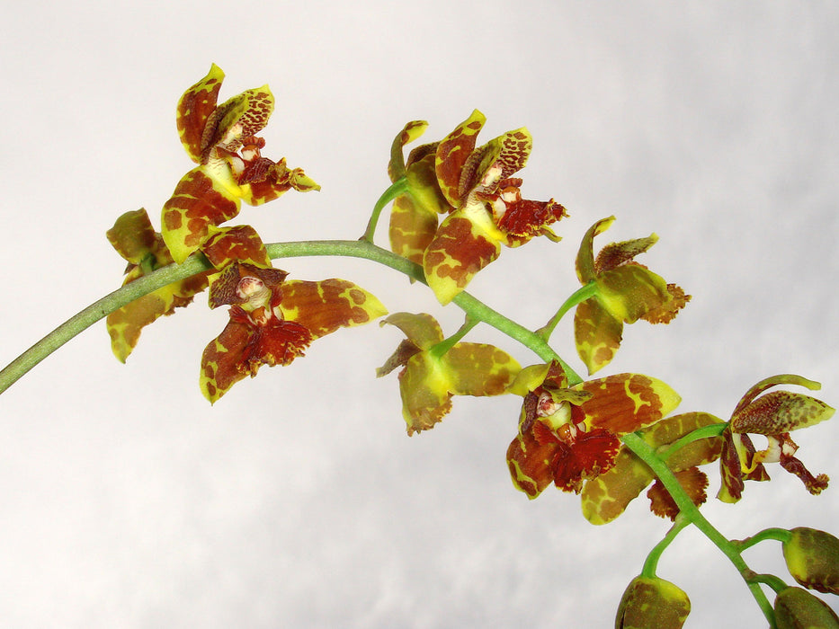 Rudolfiella floribunda