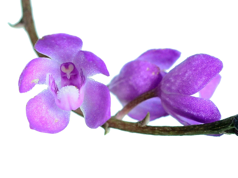 Sarcochilus ceciliae