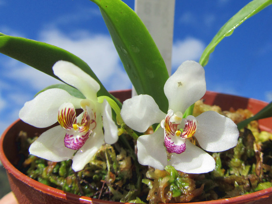 Sarcochilus falcatus