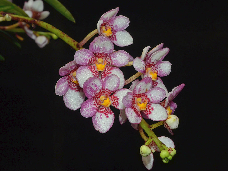 Sarcochilus hartmannii x 'Red Delicious'