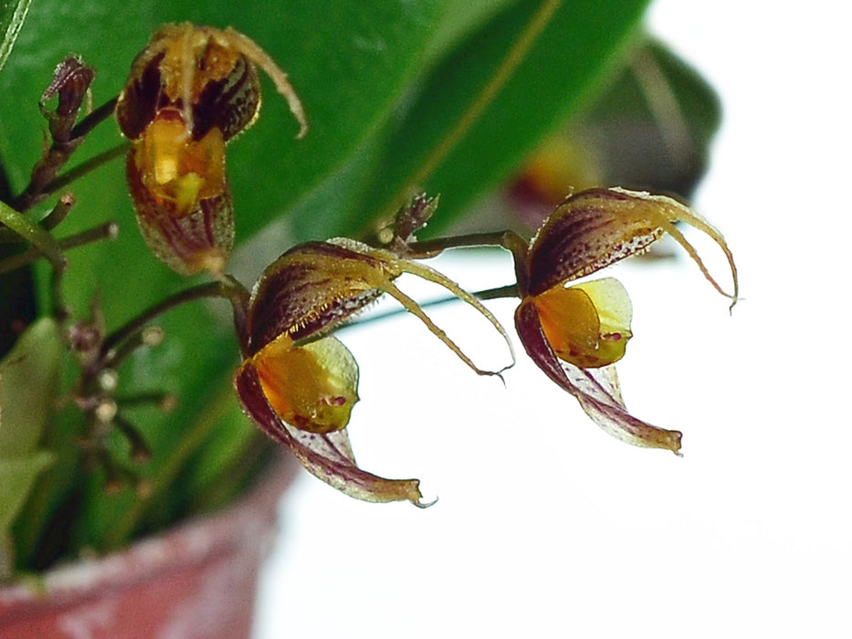 Scaphosepalum andreettae