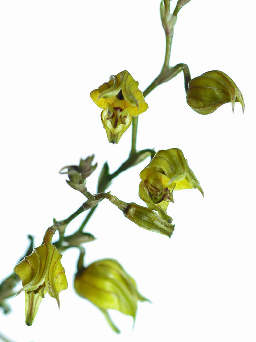 Scaphosepalum bicristatum