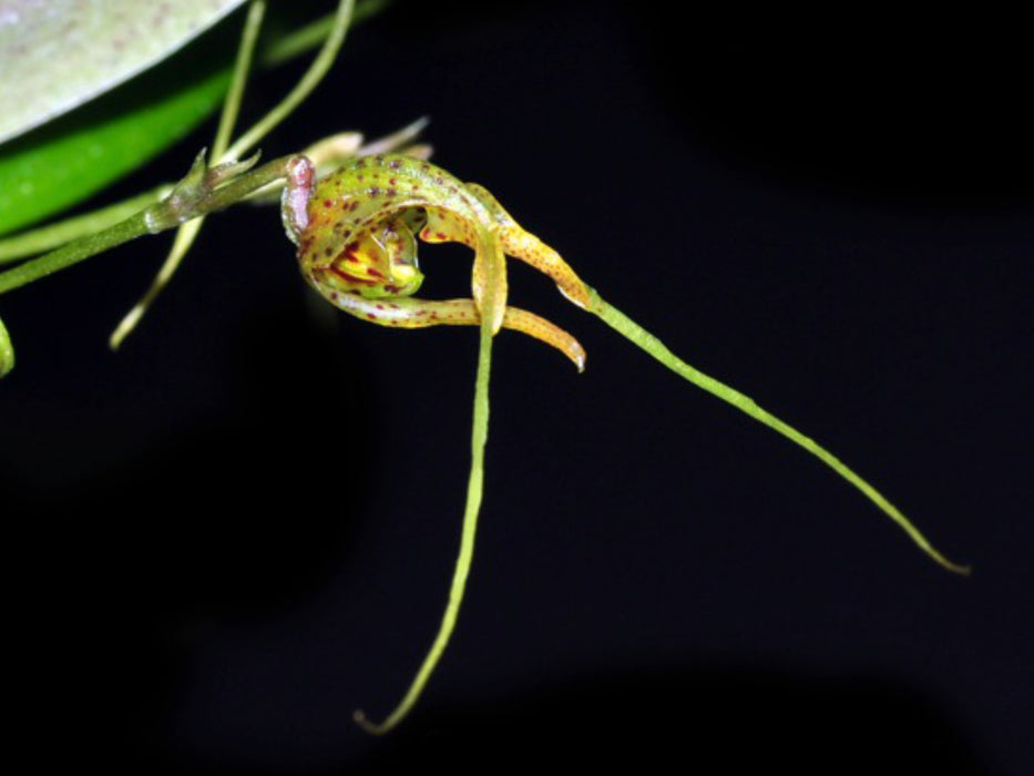 Scaphosepalum cimex