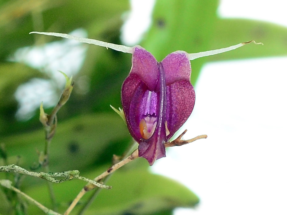 Scaphosepalum digitale