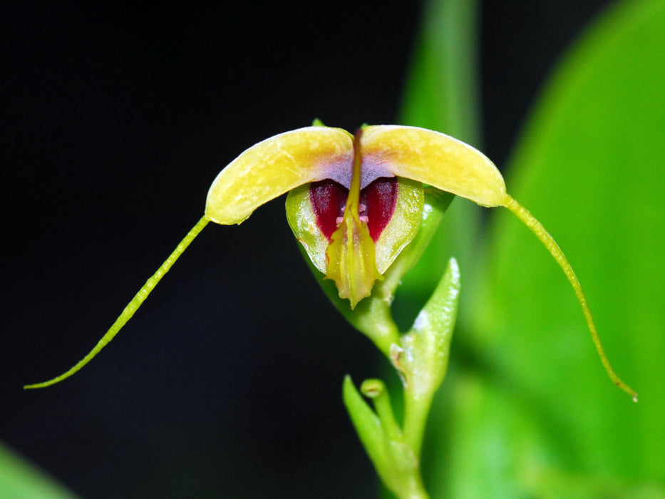 Scaphosepalum grande