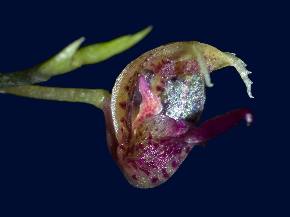 Scaphosepalum macrodactylum