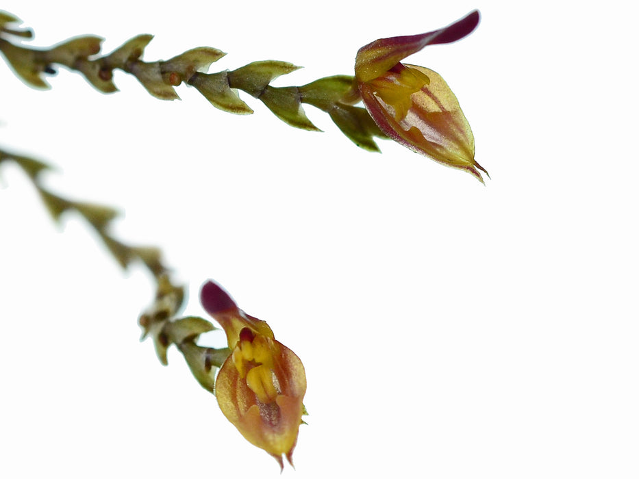 Scaphosepalum manningii