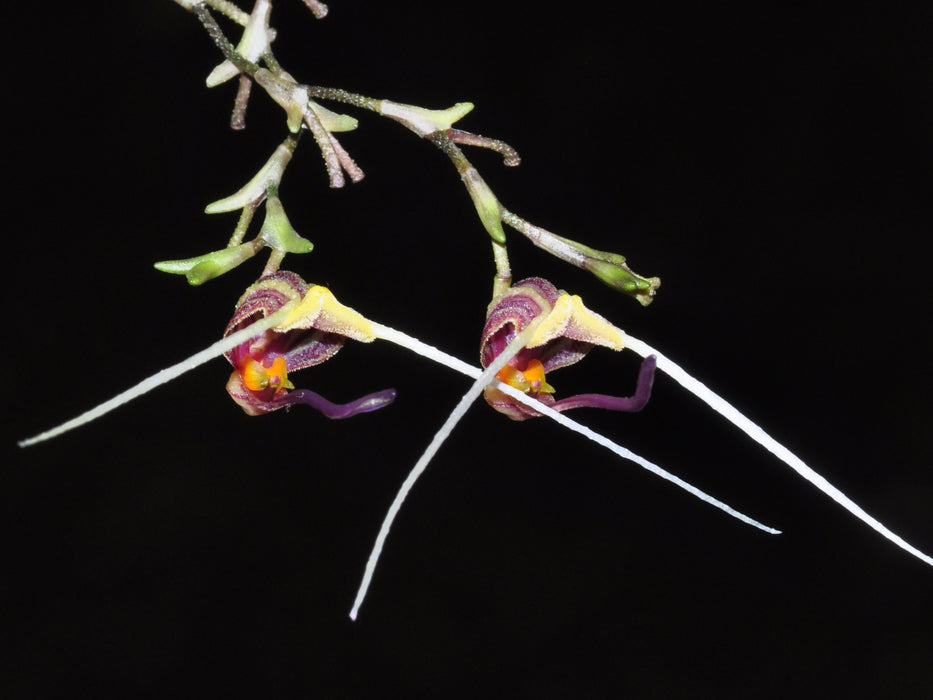 Scaphosepalum merinoi