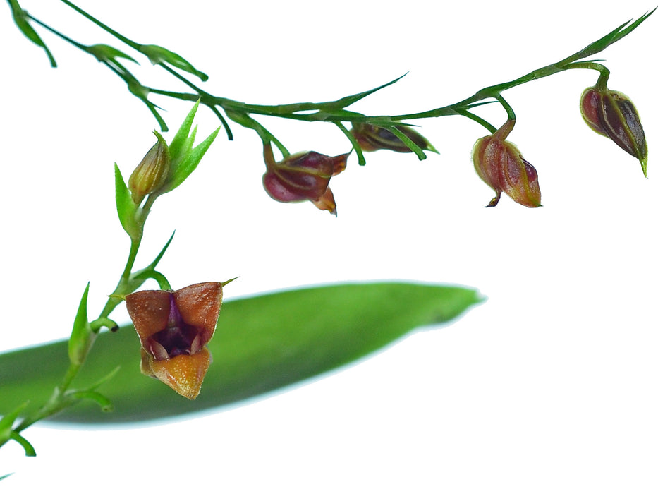 Scaphosepalum odontochilum