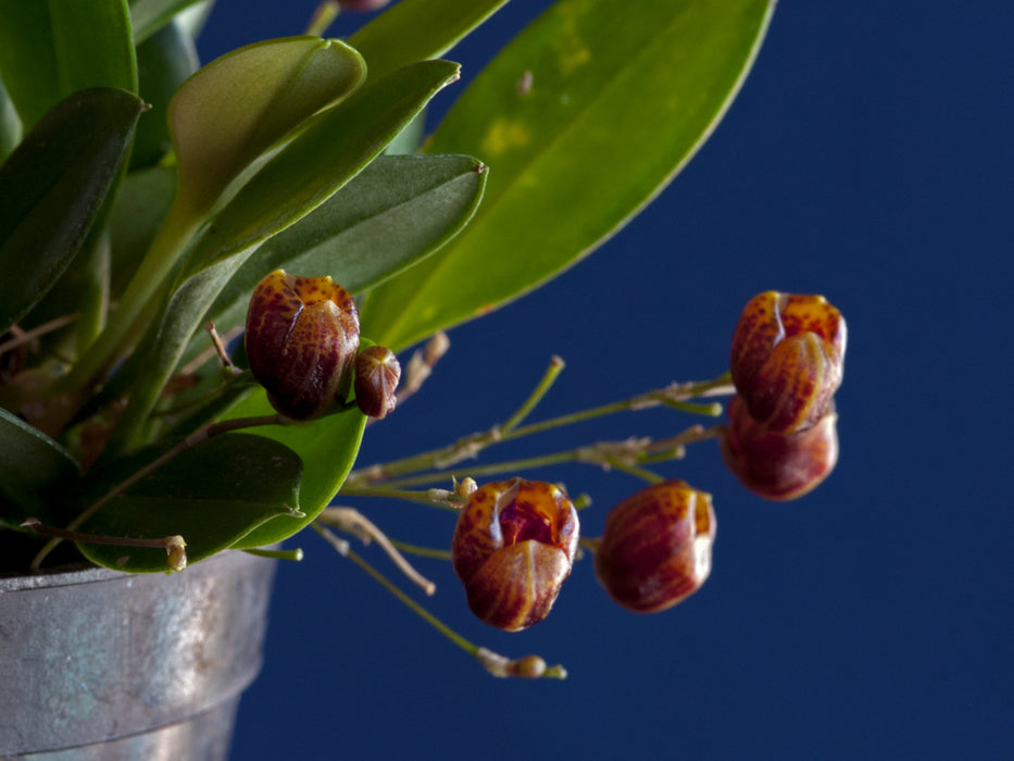 Scaphosepalum ovulare