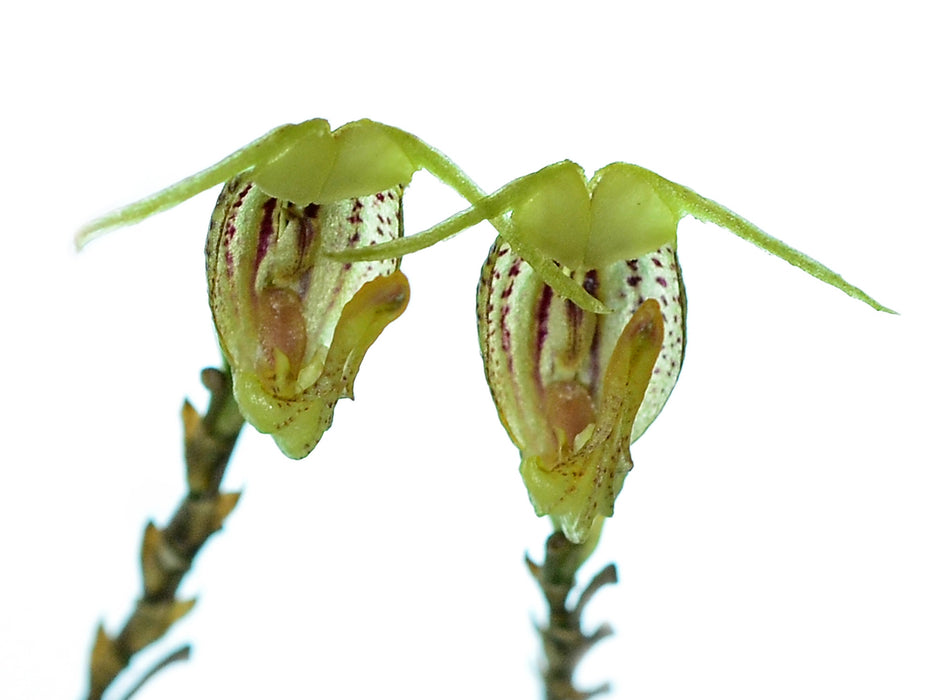 Scaphosepalum portillae