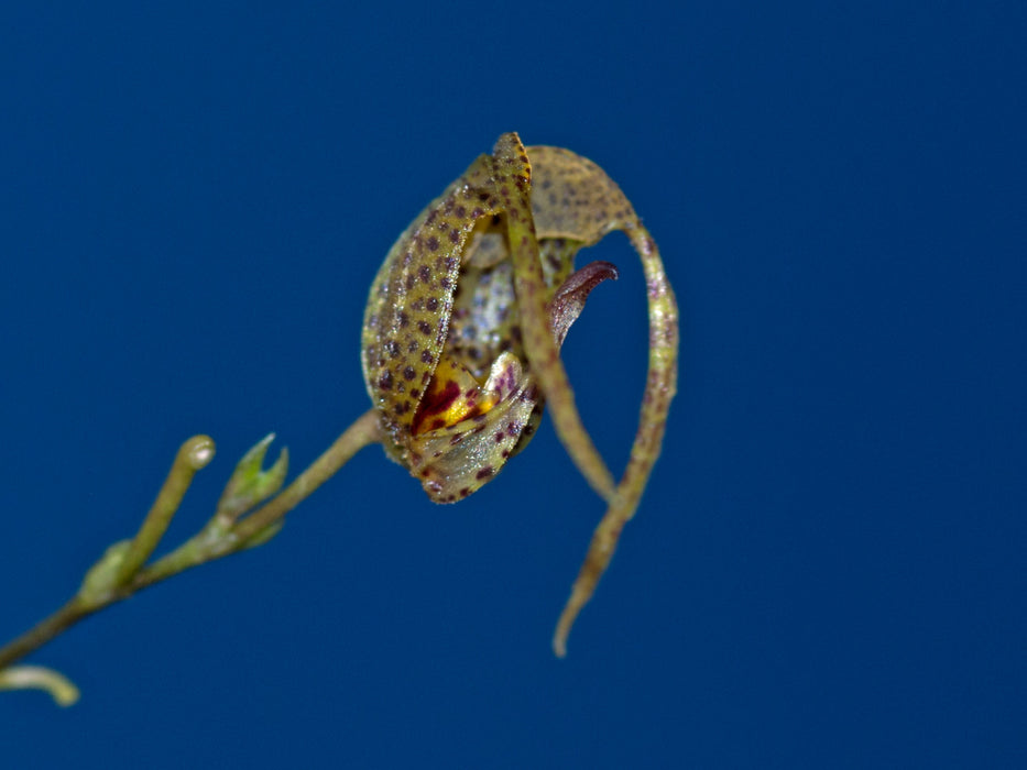 Scaphosepalum swertiifolium 2