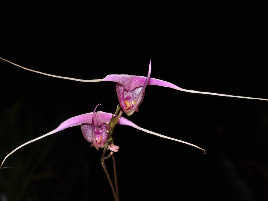 Scaphosepalum swertiifolium pink "Ecuagenera"