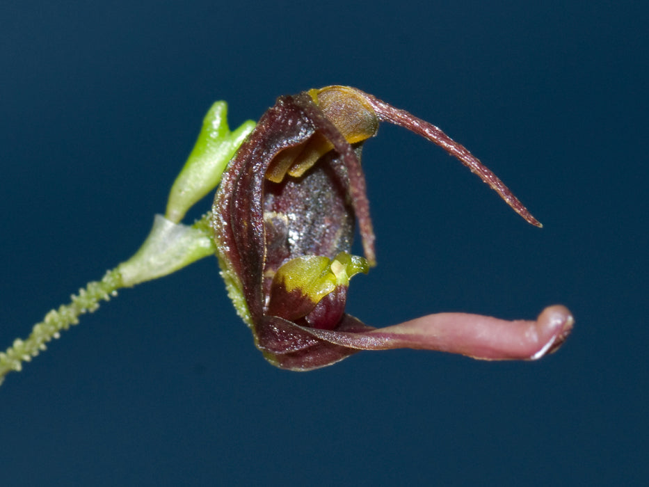 Scaphosepalum tiaratum