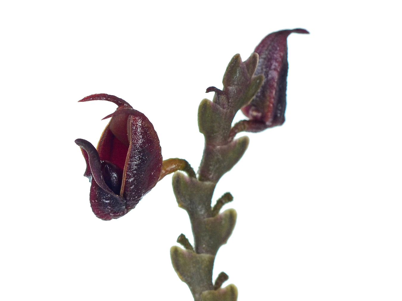 Scaphosepalum