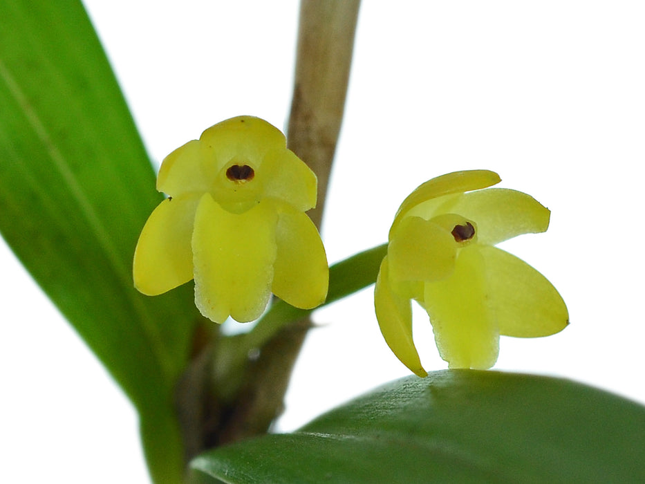 Scaphyglottis aurea