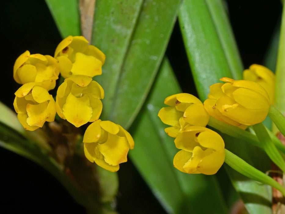 Scaphyglottis bicornis