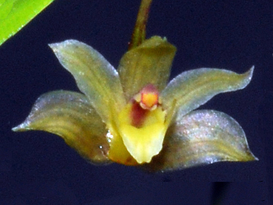 Scaphyglottis boliviensis