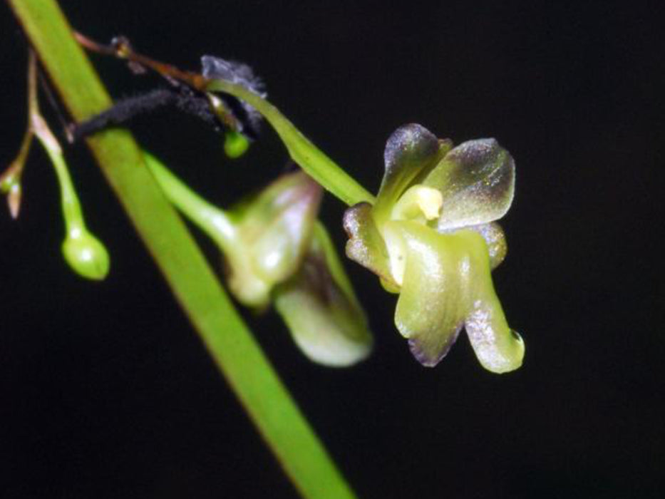 Scaphyglottis crurigera