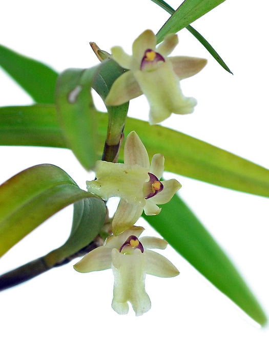 Scaphyglottis punctulata