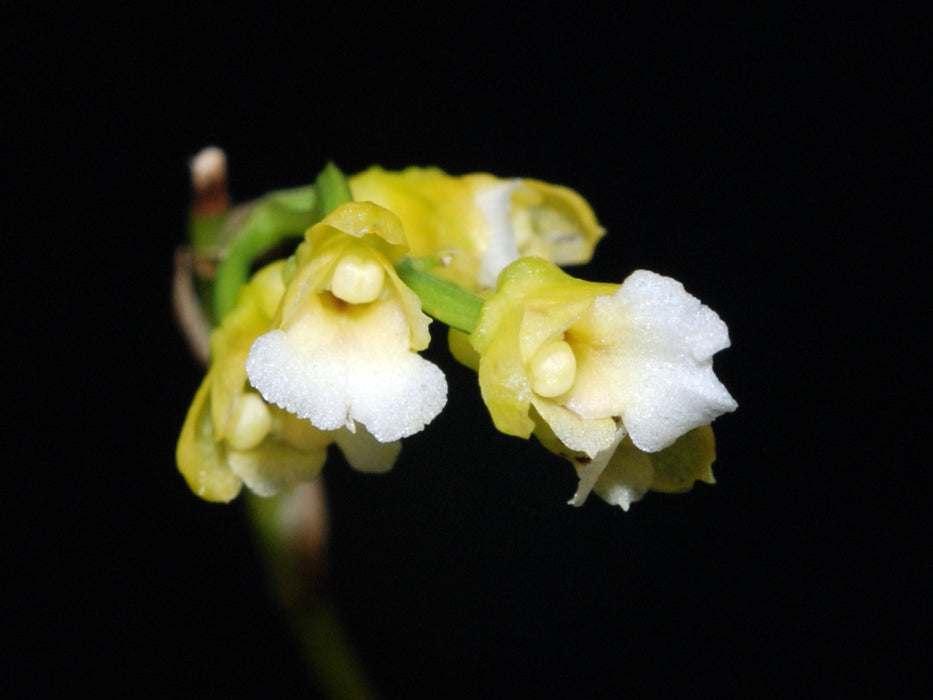 Scelochilus luerae