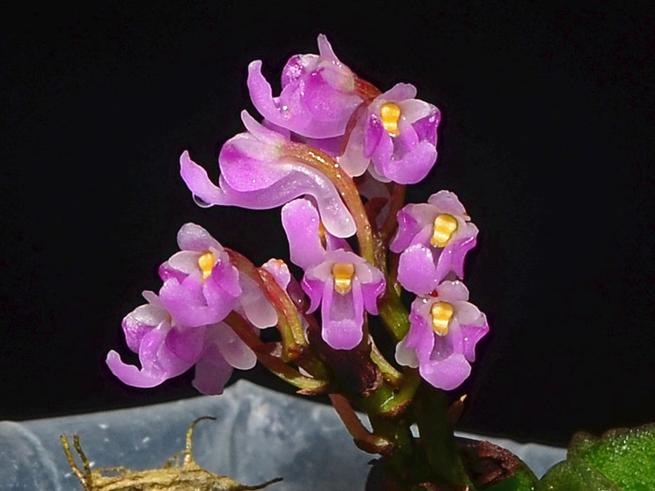 Schoenorchis fragrans