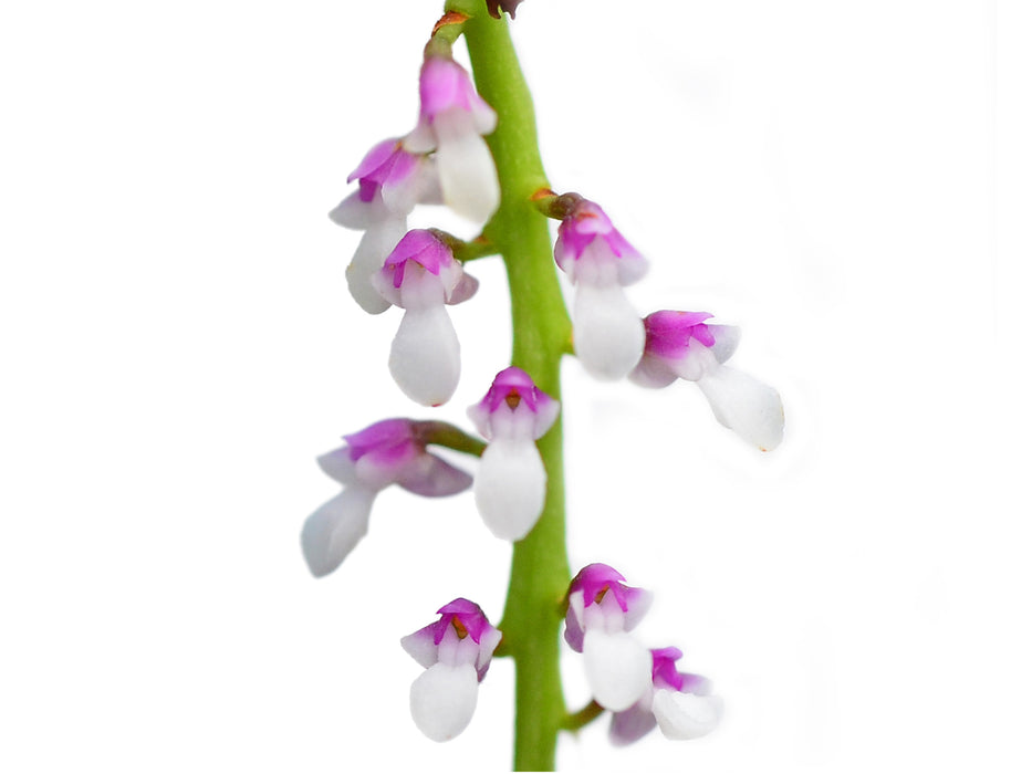 Schoenorchis gemmata