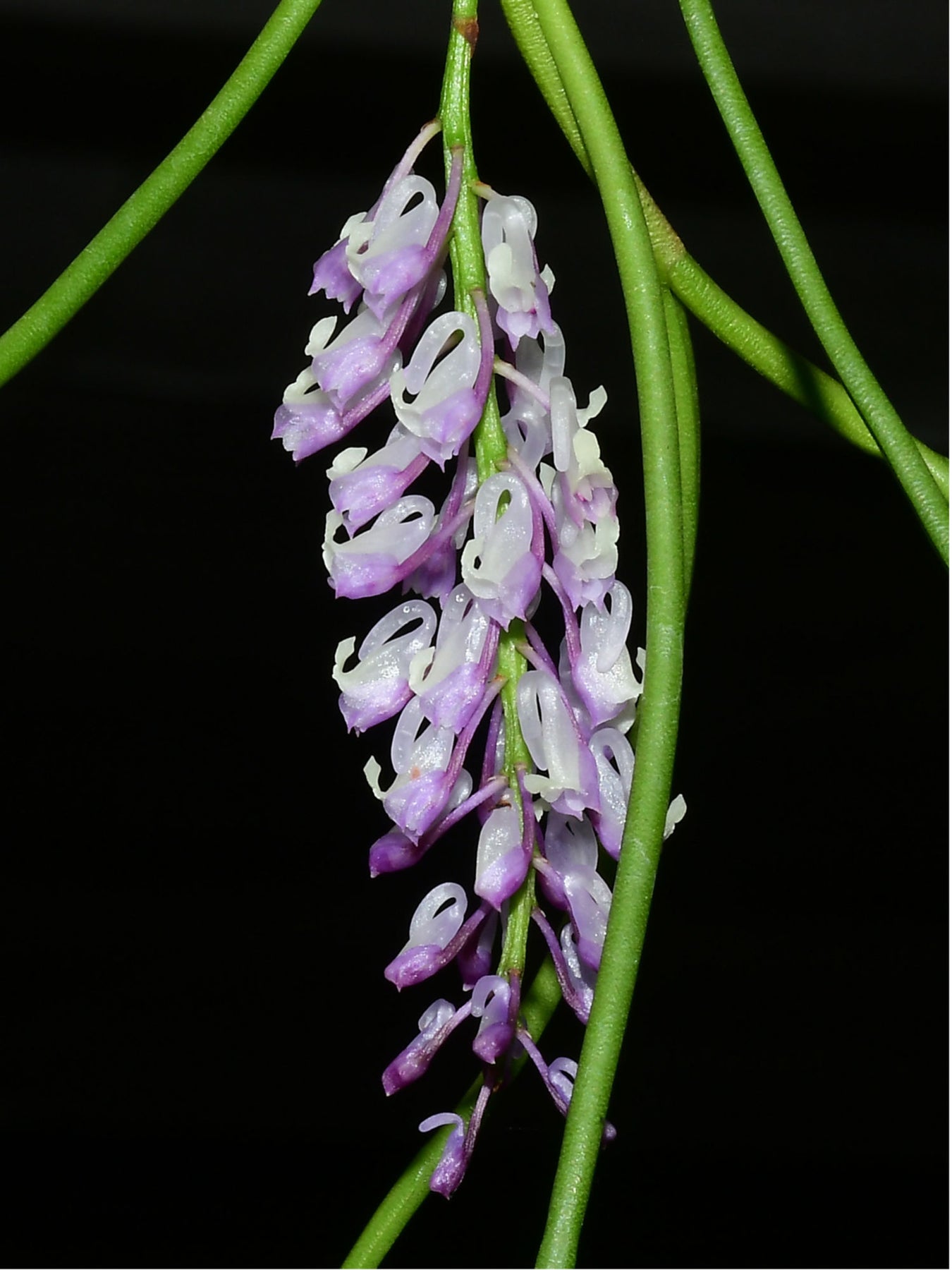 Schoenorchis