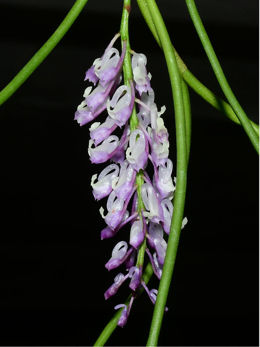 Schoenorchis juncifolia purple x pink