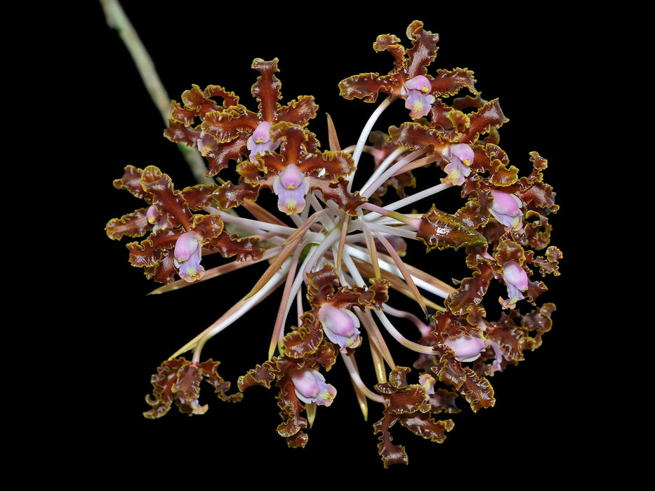 Schomburgkia crispa