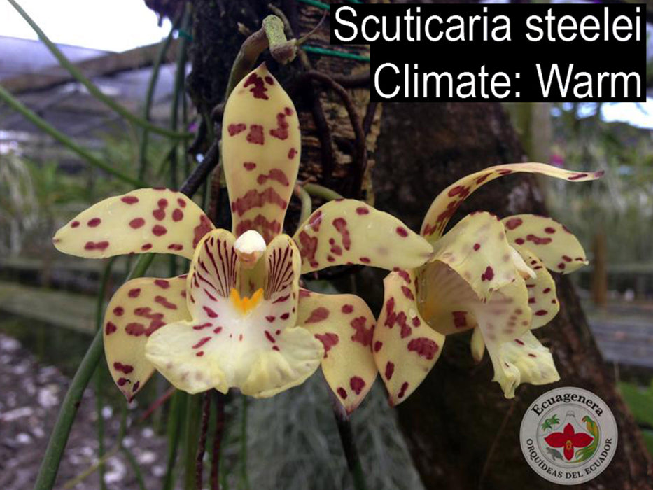 Scuticaria steelei