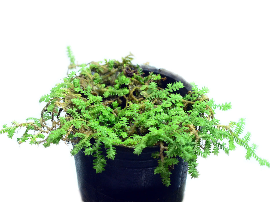 Selaginella speciosa mini