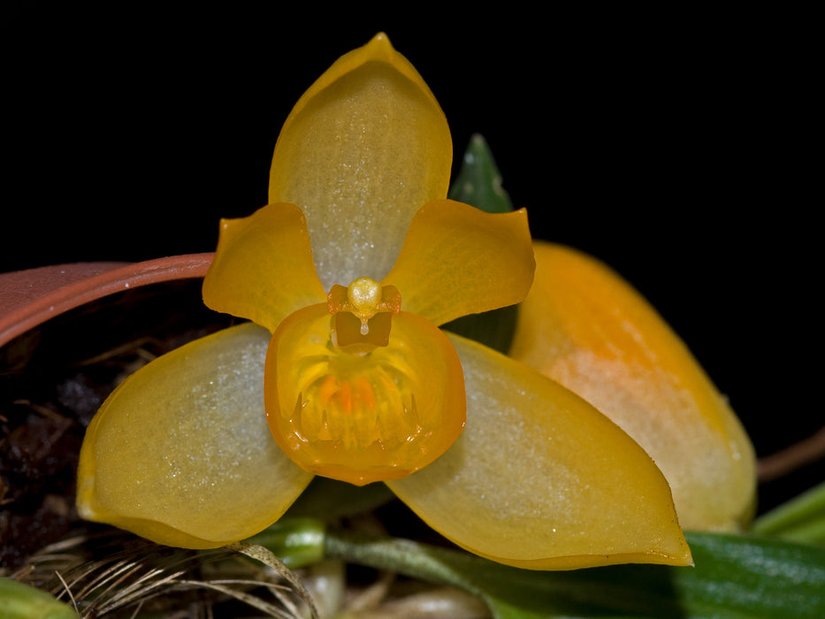 Sievekingia marsupialis