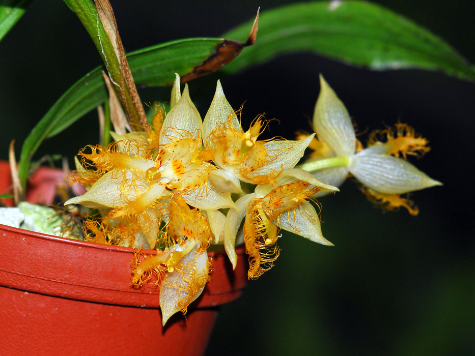 Sievekingia reichenbachiana