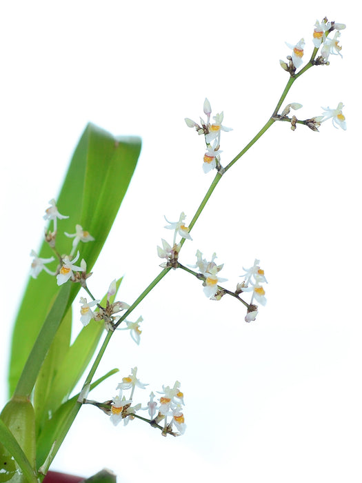 Oncidium adamsii