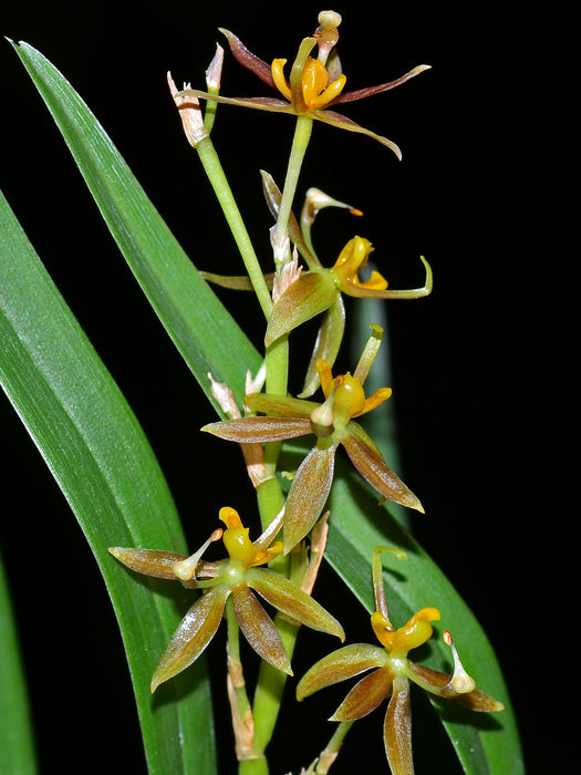 Sigmatostalix morganii