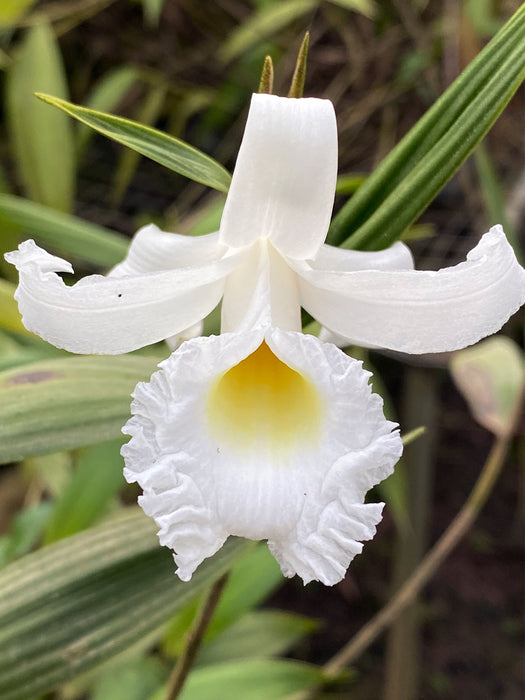 Sobralia aspera