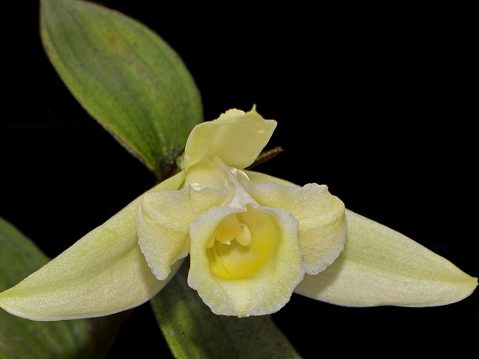 Sobralia atropubescens alba