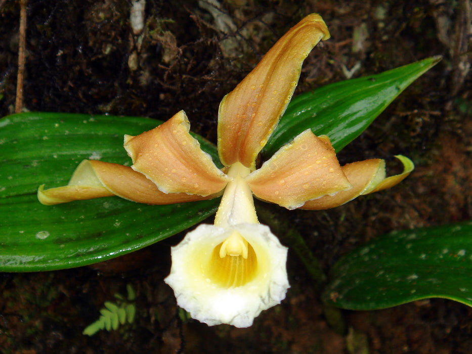 Sobralia atropubescens light